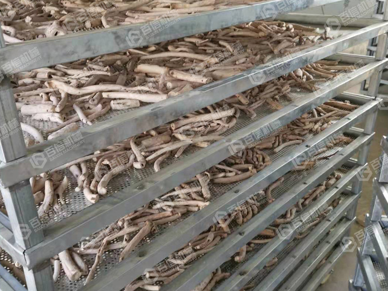 白术烘干1