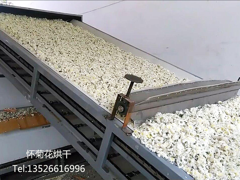 怀菊花如何烘干加工?
